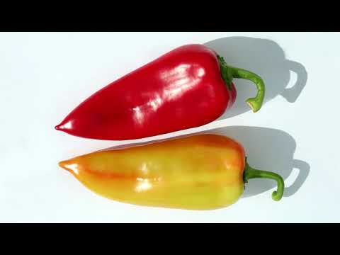 Milomir Antović - MIRTIMA F1