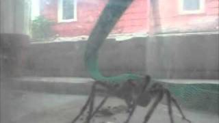 Nursery Web Spider Eats an Earwig