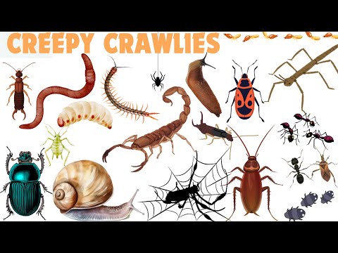 Creepy Crawlies Adventure! 🕷️ The Hidden World Beneath Our Feet