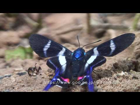 ツバメシジミタテハ　Rhetus　spp