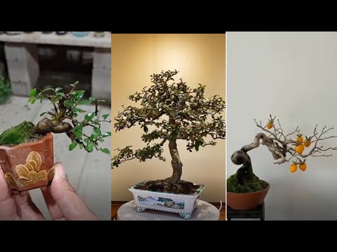 Top Amazing Bonsai Trees in the World - Bonsai Tip 2023