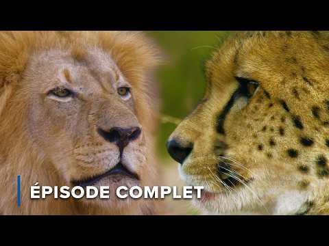 Les gros chats d'Afrique : Lion, Léopard et Guépard | Icônes de la vie sauvage 101