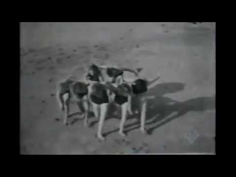 Video-Thumbnail von YouTube