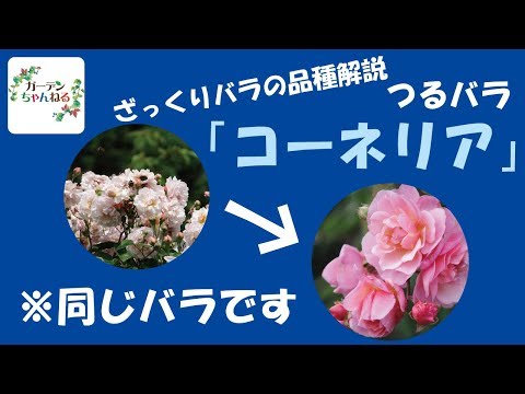 園芸 キリストのとげ、いばらの冠、とげのあるパリウレ、アルガロン