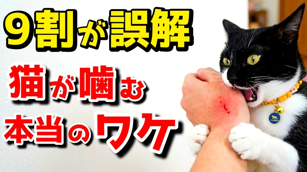 実は逆の意味？猫が噛む『意外すぎる理由』