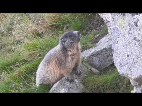 Świstak tatrzański (Marmota marmota latirostris)