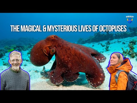 The Magical & Mysterious Lives of Octopuses with David Scheel, PhD (Ep 184)