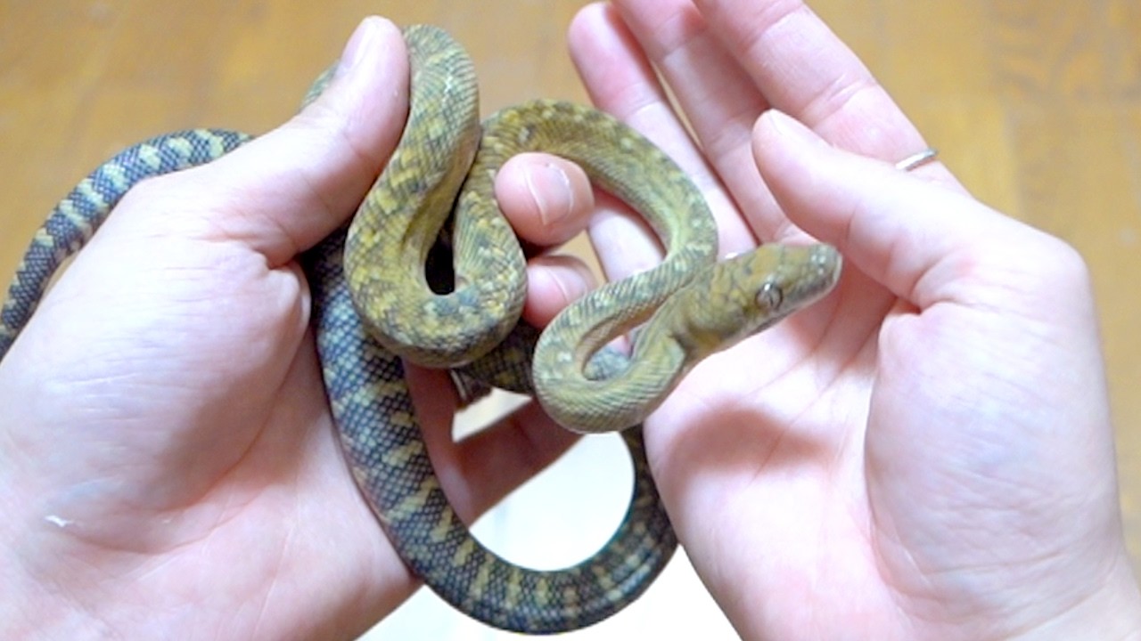 3mになる大蛇の子蛇を育ててみる