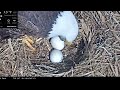Port Tobacco Eagle Cam - In Memory of the Tiny Hatchling Egg #1 - 2022-03-19