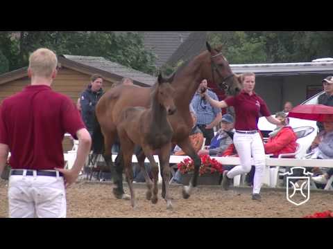 A398 Stutfohlen von Diarado - Contender - Landgraf I