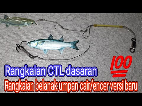 Tutorial bikin rangkaian pancing belanak umpan cair teknik dasaran ☆ rangkaian CTL dasaran