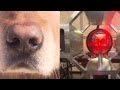 Dogs compete with new machines to sniff out bombs