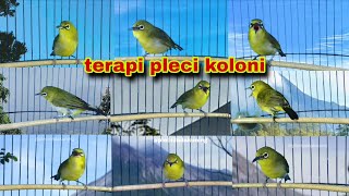Download lagu Suara Pleci Ribut || Terapi Pleci Koloni ||  Pancingan Pleci Malas Bunyi || Masteran Pleci Gacor mp3