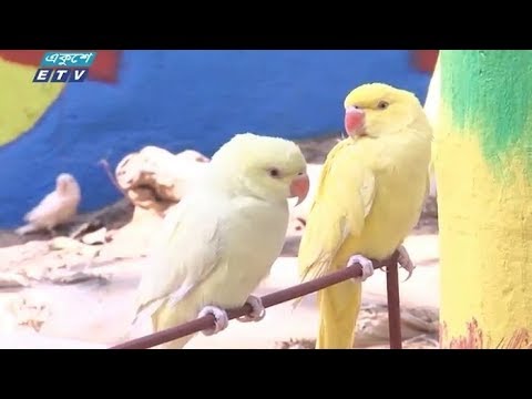 এক জোড়া ম্যাকাও কেনা হলো সাড়ে ৪ লাখ টাকায়