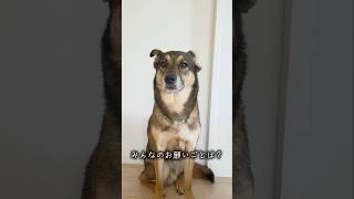 おはようまるちゃん🌞今日は七夕🎋#雑種犬 #雑種 #保護犬 #犬のいる暮らし #いぬのいる生活 #犬のいる生活 #保護犬との暮らし #愛犬 #かわいい犬 #いぬ #犬 #七夕