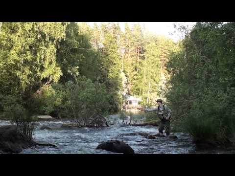 Taimen larvalla - Trout with larvae