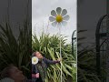 IMG 4086