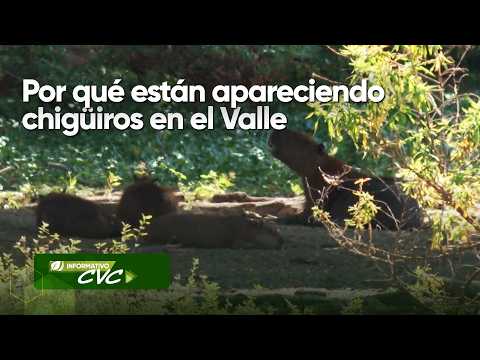 Por qué están apareciendo Chigüiros en el Valle