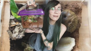 making a TERRIBLE tarantula enclosure with Petsmart only products
