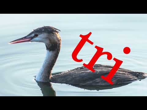 MIROSLAV ŠKORO - Gnjurcu vrijeme prolazi (OFFICIAL LYRICS)