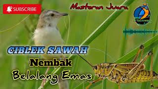 Download lagu Ciblek Sawah Isian Belalang Emas || Cocok Untuk Masteran Ciwah Bahan || Ciwah Gacor mp3