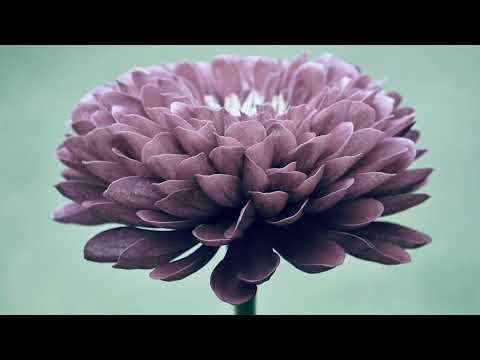 Radical Fantasy & Amir Telem Vasudevaya (Billion Watchers Remix)[Organic House]