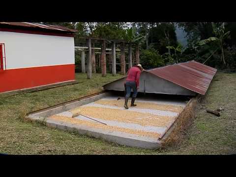 04 MAR  CAP 2   CAFÉ AGROFORESTAL FINCA EL RECUERDO VEREDA PALESTINA   SALENTO     QUINDÍO