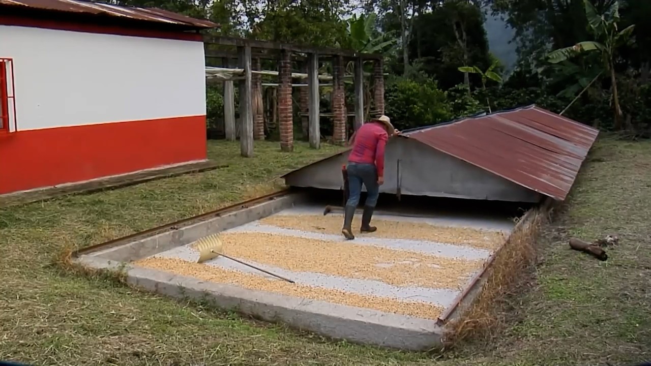 04 MAR  CAP 2   CAFÉ AGROFORESTAL FINCA EL RECUERDO VEREDA PALESTINA   SALENTO     QUINDÍO