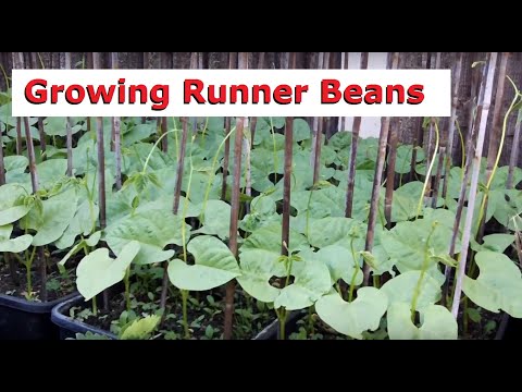 Growing Runner Beans, Including Time Lapse Video