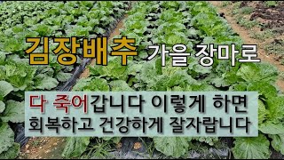 김장배추 가을 장마로 다 죽어갑니다. 이렇게 하면 회복되고 건강하게 잘 자랍니다. #무름병 치료하기 #노균병…