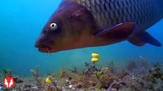 Новая подводная камера Water Wolf underwater camera. Тест в Карпфишинге Новая подводная камера Water Wolf underwater camera. Тест в Карпфишинге