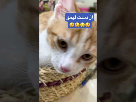 شیطونی لیمو #گربه_خانگی #لیمو