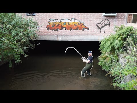 Stor bækørred i byen
