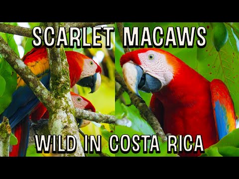 Discover the Magic of Costa Rica's Scarlet Macaws