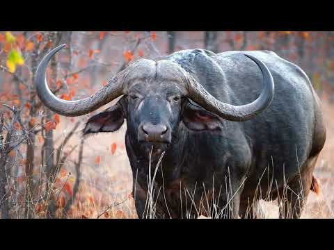 Bison vs Cape Buffalo: Who's the True King of the Wild?
