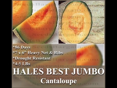 download lagu mp3 mp4 Heirloom Hales Best Jumbo Cantaloupe, download lagu Heirloom Hales Best Jumbo Cantaloupe gratis, unduh video klip Heirloom Hales Best Jumbo Cantaloupe