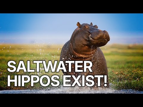 The Island of the Hippos | A Rare Adaptation