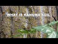 What is Kanuma Soil | Bonsai Soil