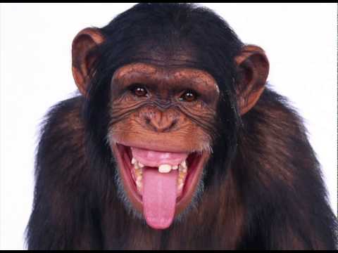 Chimpanzee Sound Effect in High Quality