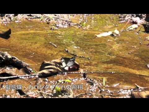 擬態蝶カバシタアゲハとモデルのタイワンアサギマダラ