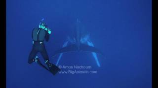 Whales of Tonga HD