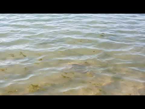 Sting ray attack at ras al khaimah beaches