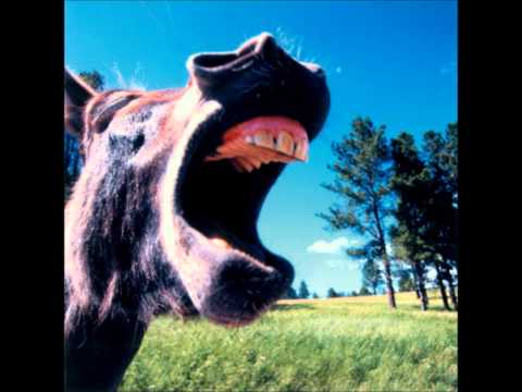 Buddy Bell - Johnson's Old Gray Mule