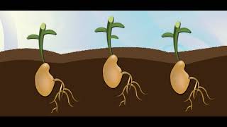 Scholastic - Study Jams - Plant with Seeds