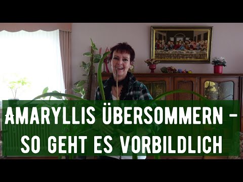 Overwintering Amaryllis - this is how it works