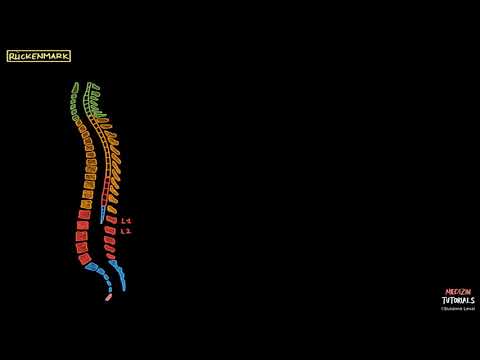Neuroanatomie Rückenmark (Vorschau)
