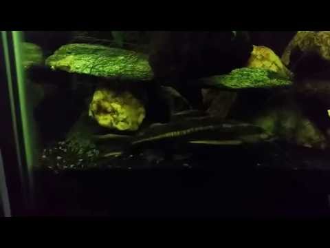Striped Raphael Catfish in my 55 Gallon gourami Tank