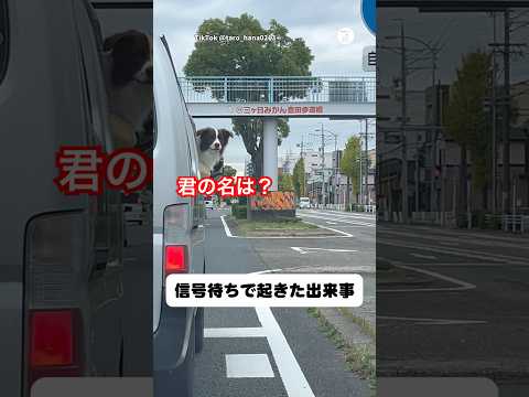 信号待ちで起きた出来事…見つめ合う2匹の犬　　#犬　#いぬ　#ゴールデンレトリバー #面白い　#かわいい犬