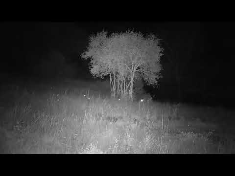 Djuma: African Painted Dogs hunting at night at the dam  - 22:13 - 05/21/2023