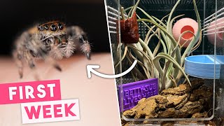 First Week Owning A Jumping Spider | What To Expect
